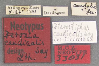 Media type: image;   Entomology 33031 Aspect: labels